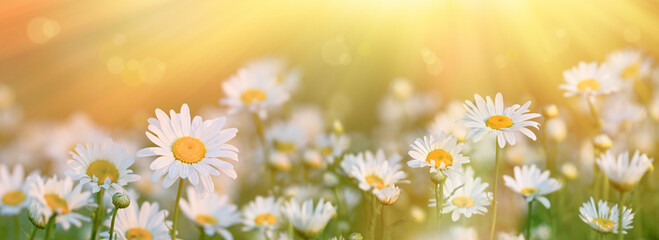 Beautiful daisies on a meadow lit by sun rays, field of flowers - 578679316