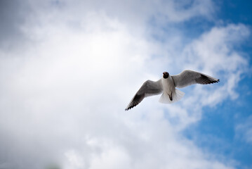 seagull flying in sky