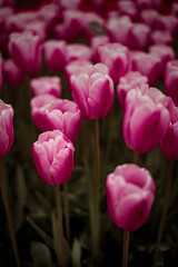 pink tulips in the garden