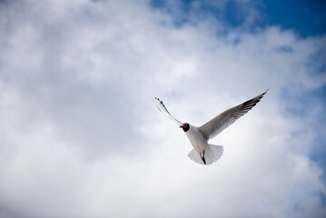 seagull flying in the sky
