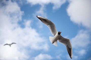 seagull flying in the sky