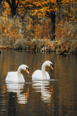 swans on the lake