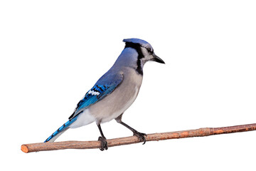 Bluejay perched on a branch, White Background