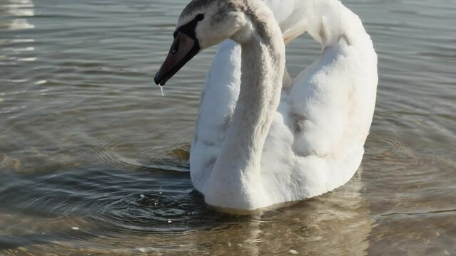 a young swan eats bread with appetite floating on the shore