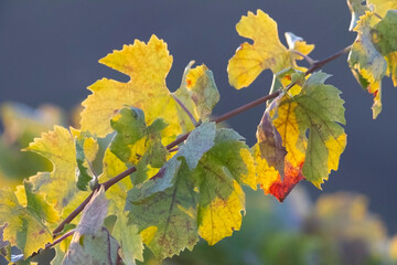 detail of vine leafs in autumn
