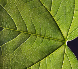 green leaf texture