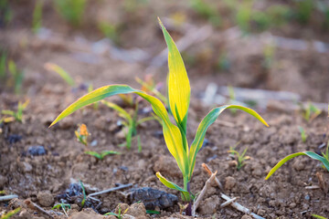 young corn seedling single plant