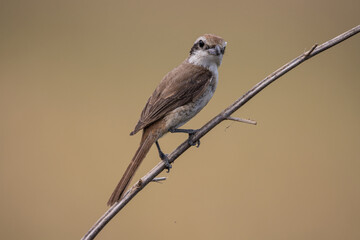 Brown shrike on a branch animal portrait.
