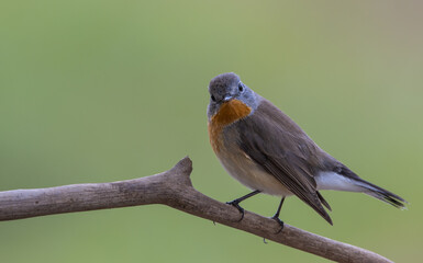 Red-breasted Flycatcher on the branch tree animalportrait.