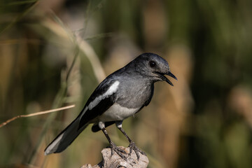 Oriental magpie robin standing on a branch close up shot.