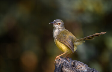 Yellow-bellied Prinia close up shot Animal portrait.