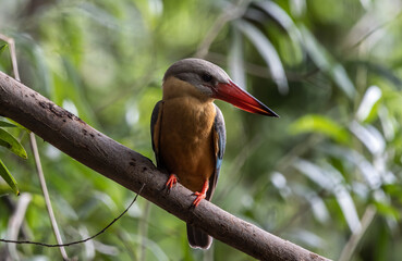 Stork-billed Kingfisher on the branch tree.