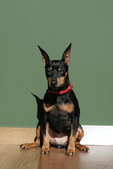 Portrait of a funny little dog on a dark green background. Vertical image.