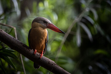 Stork-billed Kingfisher on the branch tree.