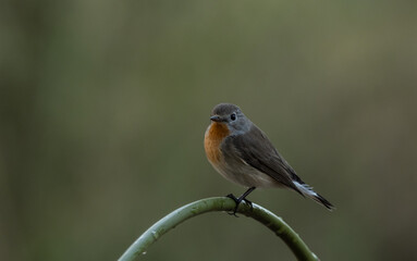 Red-breasted Flycatcher on the branch tree animalportrait.