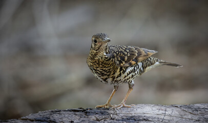 White's Thrush (Zoothera aurea) in the forest animal portrait.