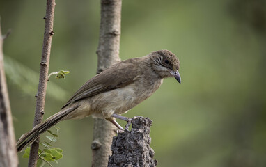 Streak-eared Bulbul standing on a branch animal portrait.
