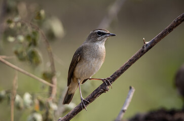  Siberian Rubythroat standing on a branch animal portrait.