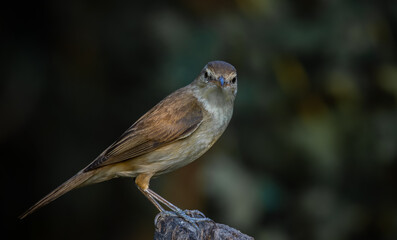 Oriental Reed Warbler Standing on a tree stump with a black background.