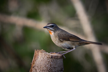 Siberian Rubythroat, Red-necked Nightingale on a branch ( Animal portrait )