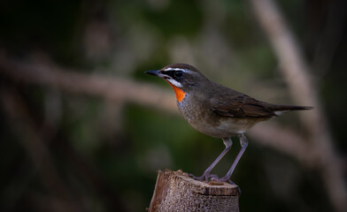 Siberian Rubythroat, Red-necked Nightingale on a branch ( Animal portrait )