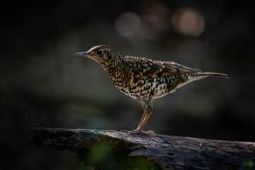 White's Thrush (Zoothera aurea) in the forest animal portrait.