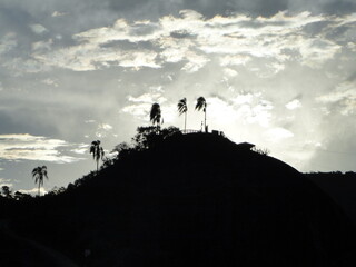 silhouette of trees at sunset