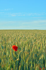 Poppies in the countryside -Denmark. Bursts of brilliant red poppies in the countryside - Jutland, Denmark.