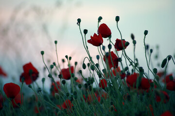 poppies in the field