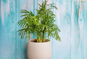 Green Parlor Palm Leaves on Blue Wooden Background 