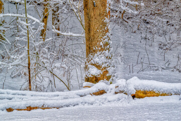 The large ash tree along with the logs and the bushes are all covered with snow from last night's storm.  Early morning in our yard in Windsor in Upstate NY in Winter.