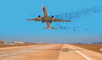 An airplane flying in the sky and surrounded by a flock of birds