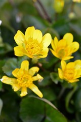 オウシュウキンポウゲ(欧州金鳳花）