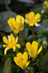 オウシュウキンポウゲ(欧州金鳳花）