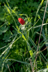 Red wild anemone flowers among green grass close-up