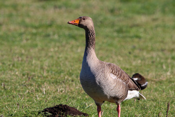 A beautiful portrait shot of a Goose looking and hunting for food in a field.