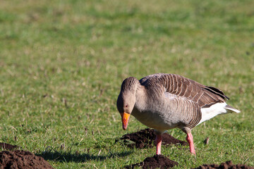 A beautiful portrait shot of a Goose looking and hunting for food in a field.