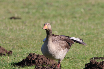 A beautiful portrait shot of a Goose looking and hunting for food in a field.