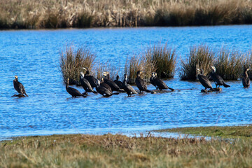 A stunning and rare photo of a large group of Cormorant Birds who have grouped together at the edge...