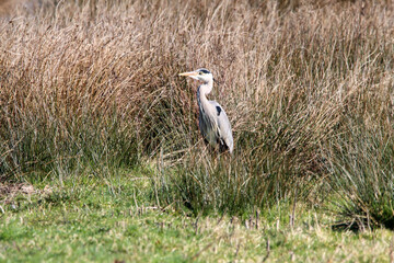 A wild Heron bird that has landed in a field near a lake.