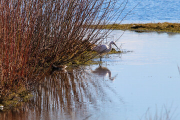 A young Egret at the edge of a lake. The reflection of the bird can be seen in the water.