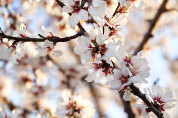 Almond tree flowers in March