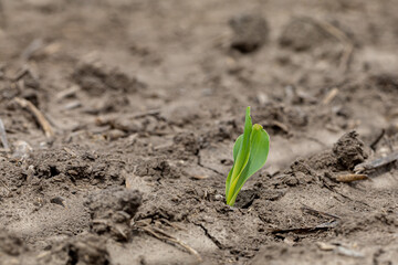 Corn plant emerging out of soil. VE growth stage. Farming, agriculture and planting season concept