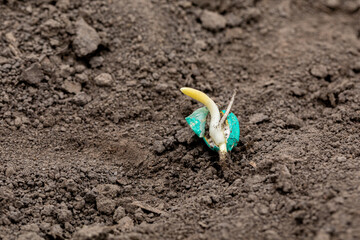 Closeup of corn seed sprouting, germination in soil of cornfield. Agriculture, agronomy and farming...