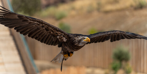 Falconry eagle gliding with open wings and blurred background