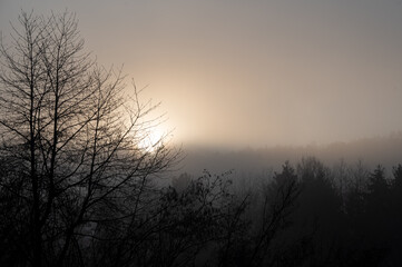 Fototapeta na wymiar A forest on a frosty foggy morning at sunrise