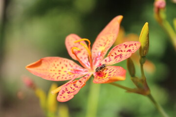 Naklejka premium Macro View of Nature