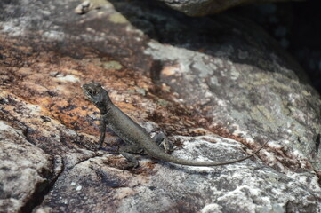 lizard on the stone