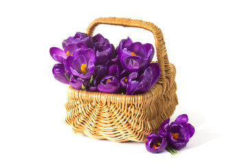 Fototapeta na wymiar crocus flowers in a basket on white background - fresh spring flowers