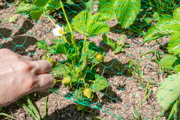 A woman pulls netting over flowering strawberry bushes for protection from birds. Growing and caring for strawberries